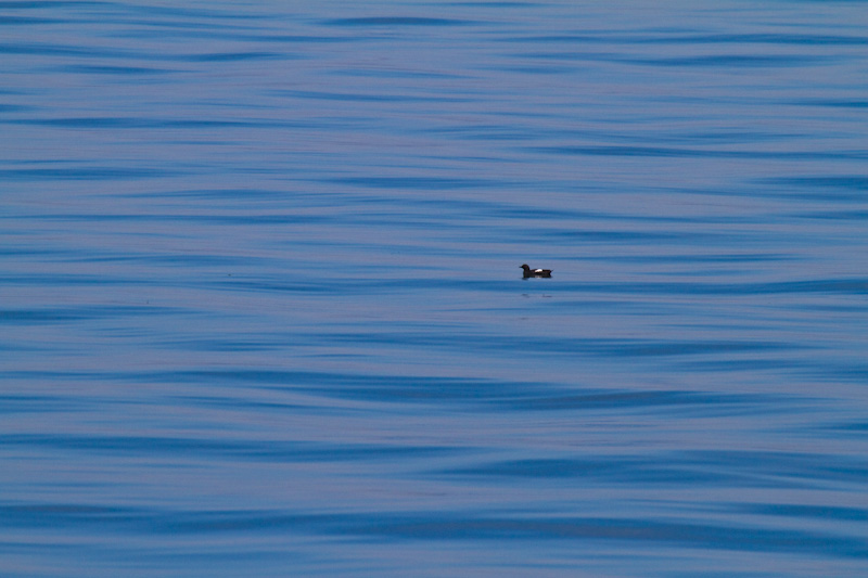 Pigeon Guillemot